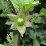 La bacca di Atropa Belladonna