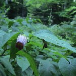 Il fiore di Atropa Belladonna